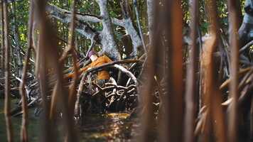 Free download SuchRootedThings-TRAILER video and edit with RedcoolMedia movie maker MovieStudio video editor online and AudioStudio audio editor onlin