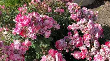 Free download SUMMER_2019 video and edit with RedcoolMedia movie maker MovieStudio video editor online and AudioStudio audio editor onlin