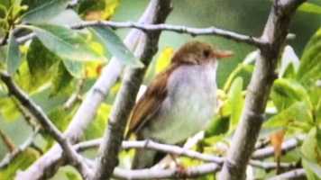 Free download SundayMeditation MHTW01 video and edit with RedcoolMedia movie maker MovieStudio video editor online and AudioStudio audio editor onlin