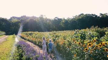 Free download Sunflower Festival Keepsake Film video and edit with RedcoolMedia movie maker MovieStudio video editor online and AudioStudio audio editor onlin