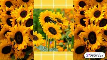 Free download Sunflower video and edit with RedcoolMedia movie maker MovieStudio video editor online and AudioStudio audio editor onlin