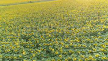 Free download Sunflowers Aerial View Stock Video video and edit with RedcoolMedia movie maker MovieStudio video editor online and AudioStudio audio editor onlin