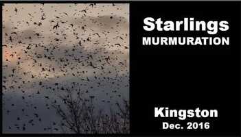 Free download Sunset Starlings Murmuration video and edit with RedcoolMedia movie maker MovieStudio video editor online and AudioStudio audio editor onlin