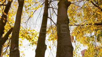 Free download Sun Through The Trees Stock Video video and edit with RedcoolMedia movie maker MovieStudio video editor online and AudioStudio audio editor onlin