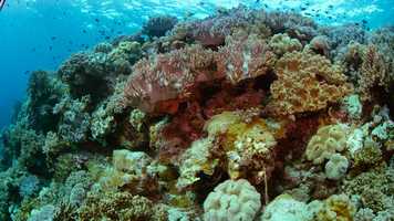 Free download Super Corals, Part 1: For the Future video and edit with RedcoolMedia movie maker MovieStudio video editor online and AudioStudio audio editor onlin