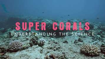 Free download Super Corals, Part 3: For the Future video and edit with RedcoolMedia movie maker MovieStudio video editor online and AudioStudio audio editor onlin