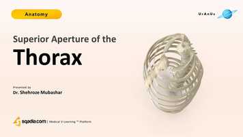 Free download Superior Aperture of Thorax | Anatomy Lecture | V-Learning | sqadia.com video and edit with RedcoolMedia movie maker MovieStudio video editor online and AudioStudio audio editor onlin