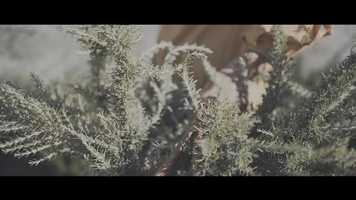 Free download Susanne Kaufmann x Barrocal Rosemary video and edit with RedcoolMedia movie maker MovieStudio video editor online and AudioStudio audio editor onlin