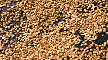 Free download Sustainable Harvest MVP Program video and edit with RedcoolMedia movie maker MovieStudio video editor online and AudioStudio audio editor onlin