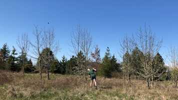 Free download Swallow Box (bird sounds - no voice) video and edit with RedcoolMedia movie maker MovieStudio video editor online and AudioStudio audio editor onlin