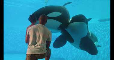 Free download SWO-Seaworld  MusicOption1.mov video and edit with RedcoolMedia movie maker MovieStudio video editor online and AudioStudio audio editor onlin