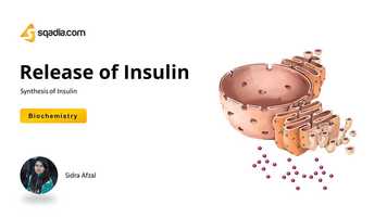 Free download Synthesis of Insulin | Release of Insulin | Biochemistry Lectures | V-Learning | sqadia.com video and edit with RedcoolMedia movie maker MovieStudio video editor online and AudioStudio audio editor onlin