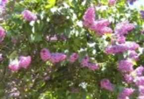 Free download Syrener video and edit with RedcoolMedia movie maker MovieStudio video editor online and AudioStudio audio editor onlin