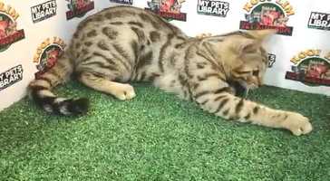 Free download Tabby Sport Bengal Kitten (Male) For Sale 2 video and edit with RedcoolMedia movie maker MovieStudio video editor online and AudioStudio audio editor onlin