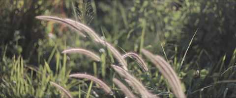 Free download Tagpuan video and edit with RedcoolMedia movie maker MovieStudio video editor online and AudioStudio audio editor onlin