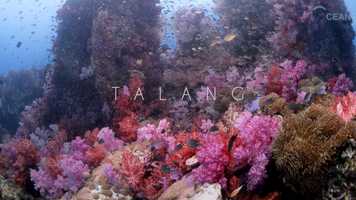 Free download TALANG-Indescribable beauty video and edit with RedcoolMedia movie maker MovieStudio video editor online and AudioStudio audio editor onlin