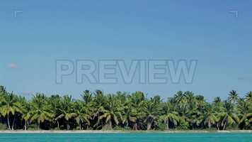 Free download Tall Palms And Blue Sea Stock Video video and edit with RedcoolMedia movie maker MovieStudio video editor online and AudioStudio audio editor onlin