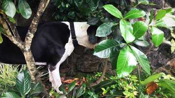 Free download Tanks Mini Movie video and edit with RedcoolMedia movie maker MovieStudio video editor online and AudioStudio audio editor onlin