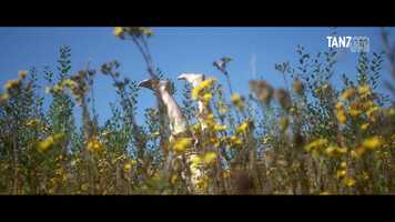 Free download TANZAHOi Take Part in Another World Trailer video and edit with RedcoolMedia movie maker MovieStudio video editor online and AudioStudio audio editor onlin