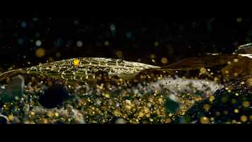 Free download Taraxacum 0.618 video and edit with RedcoolMedia movie maker MovieStudio video editor online and AudioStudio audio editor onlin