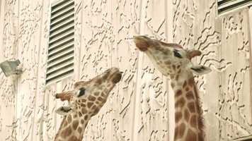 Free download TARONGA ZOO video and edit with RedcoolMedia movie maker MovieStudio video editor online and AudioStudio audio editor onlin