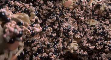 Free download Tautological Granularity video and edit with RedcoolMedia movie maker MovieStudio video editor online and AudioStudio audio editor onlin