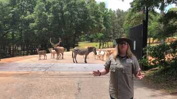 Free download Teacher Roadtrip - Atlanta Tailgate - WILD Safari video and edit with RedcoolMedia movie maker MovieStudio video editor online and AudioStudio audio editor onlin