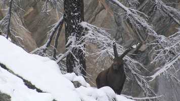 Free download Teaser du Film dEric Dragesco Instants Sauvages video and edit with RedcoolMedia movie maker MovieStudio video editor online and AudioStudio audio editor onlin