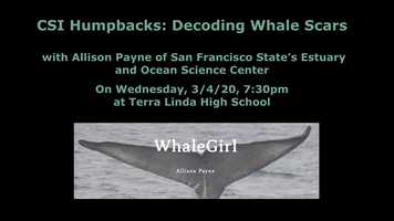 Free download Teaser for CSI Humpbacks: Decoding Whale Scars video and edit with RedcoolMedia movie maker MovieStudio video editor online and AudioStudio audio editor onlin