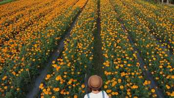 Free download Teaser LADYBUG MUSIC PROD video and edit with RedcoolMedia movie maker MovieStudio video editor online and AudioStudio audio editor onlin