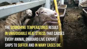 Free download Tens of thousands of Romanian sheep at risk of cooking alive video and edit with RedcoolMedia movie maker MovieStudio video editor online and AudioStudio audio editor onlin