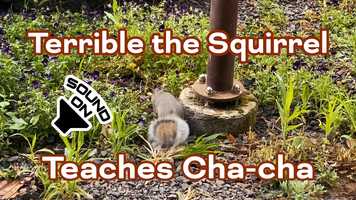 Free download Terrible the Squirrel Teaches Cha-cha video and edit with RedcoolMedia movie maker MovieStudio video editor online and AudioStudio audio editor onlin