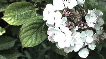 Free download TEST Angenieux M1 0.95  on the original BMPCC video and edit with RedcoolMedia movie maker MovieStudio video editor online and AudioStudio audio editor onlin