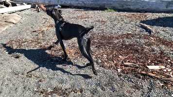 Free download Tex on the beach video and edit with RedcoolMedia movie maker MovieStudio video editor online and AudioStudio audio editor onlin