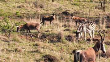 Free download Thaba - Game Reserve Just Animals (New Music).mp4 video and edit with RedcoolMedia movie maker MovieStudio video editor online and AudioStudio audio editor onlin