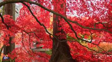 Free download That Autumn -XLR22 ( Promo) | Cosmosia Motion Studios video and edit with RedcoolMedia movie maker MovieStudio video editor online and AudioStudio audio editor onlin