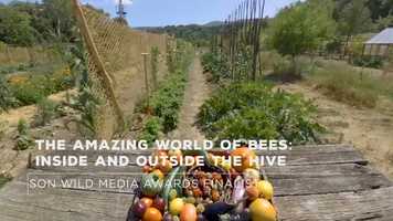 Free download The Amazing World of Bees Finalist Trailer video and edit with RedcoolMedia movie maker MovieStudio video editor online and AudioStudio audio editor onlin