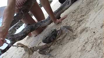 Free download The Beach Movie Movie video and edit with RedcoolMedia movie maker MovieStudio video editor online and AudioStudio audio editor onlin