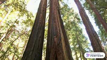 Free download The Biggest Tree video and edit with RedcoolMedia movie maker MovieStudio video editor online and AudioStudio audio editor onlin