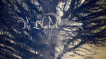 Free download The Bluebird_project video and edit with RedcoolMedia movie maker MovieStudio video editor online and AudioStudio audio editor onlin