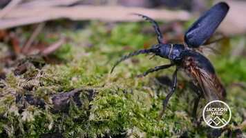 Free download The Caretakers Finalist Trailer video and edit with RedcoolMedia movie maker MovieStudio video editor online and AudioStudio audio editor onlin