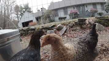 Free download The Chickens of Mass Destruction. video and edit with RedcoolMedia movie maker MovieStudio video editor online and AudioStudio audio editor onlin