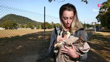 Free download The conservationist leading a groundbreaking movement for wallabies video and edit with RedcoolMedia movie maker MovieStudio video editor online and AudioStudio audio editor onlin