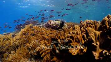 Free download The Coral Triangle - Banda Sea - Misool - Raja Ampat video and edit with RedcoolMedia movie maker MovieStudio video editor online and AudioStudio audio editor onlin