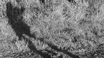 Free download The Dig Short Film video and edit with RedcoolMedia movie maker MovieStudio video editor online and AudioStudio audio editor onlin