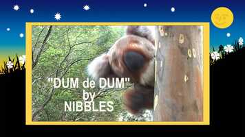 Free download The Dum de Dum Song video and edit with RedcoolMedia movie maker MovieStudio video editor online and AudioStudio audio editor onlin