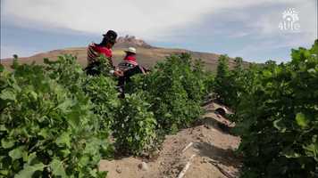 Free download The Essence of the Andean Grain video and edit with RedcoolMedia movie maker MovieStudio video editor online and AudioStudio audio editor onlin