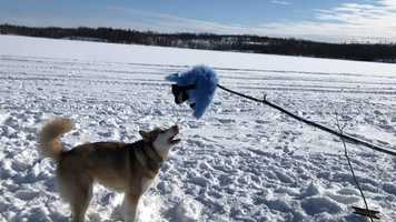 Free download The Fish Thief Movie video and edit with RedcoolMedia movie maker MovieStudio video editor online and AudioStudio audio editor onlin