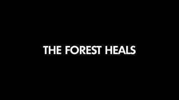 Free download The Forest Heals (Official Trailer 2021) video and edit with RedcoolMedia movie maker MovieStudio video editor online and AudioStudio audio editor onlin