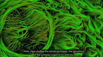 Free download The Forest, the Trees, and the Leaves video and edit with RedcoolMedia movie maker MovieStudio video editor online and AudioStudio audio editor onlin